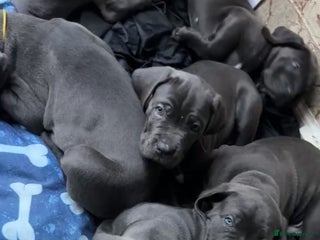 Cane Corso dogs - Advert 17