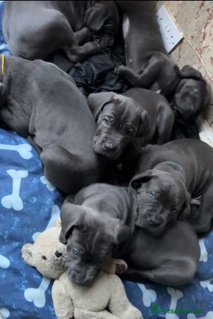 Cane Corso dogs - Advert 6