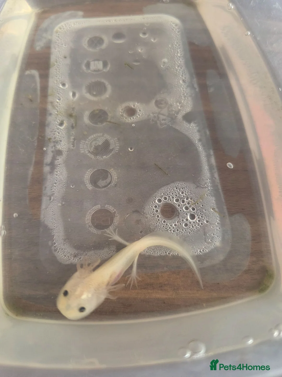 Axolotl reptiles for sale: Juvenile Axolotls - Advert 2