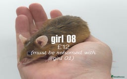 Mouse rodents for sale: fancy mice - (please read the description).  - Image 8