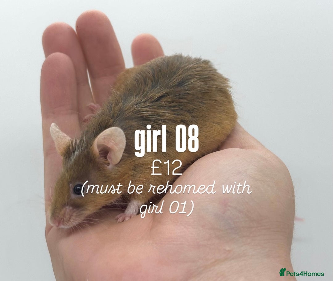 Mouse rodents for sale: fancy mice - (please read the description).  - Image 8