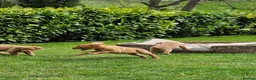Labrador Retriever dogs for sale: Fox Red Labrador Puppies - Advert 11