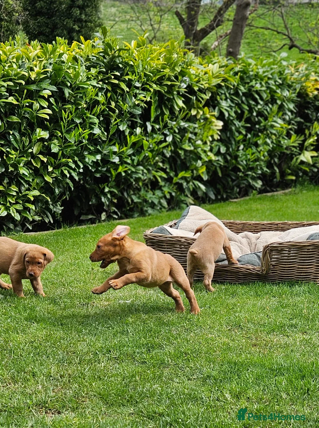 Labrador Retriever dogs for sale: Fox Red Labrador Puppies - Advert 11