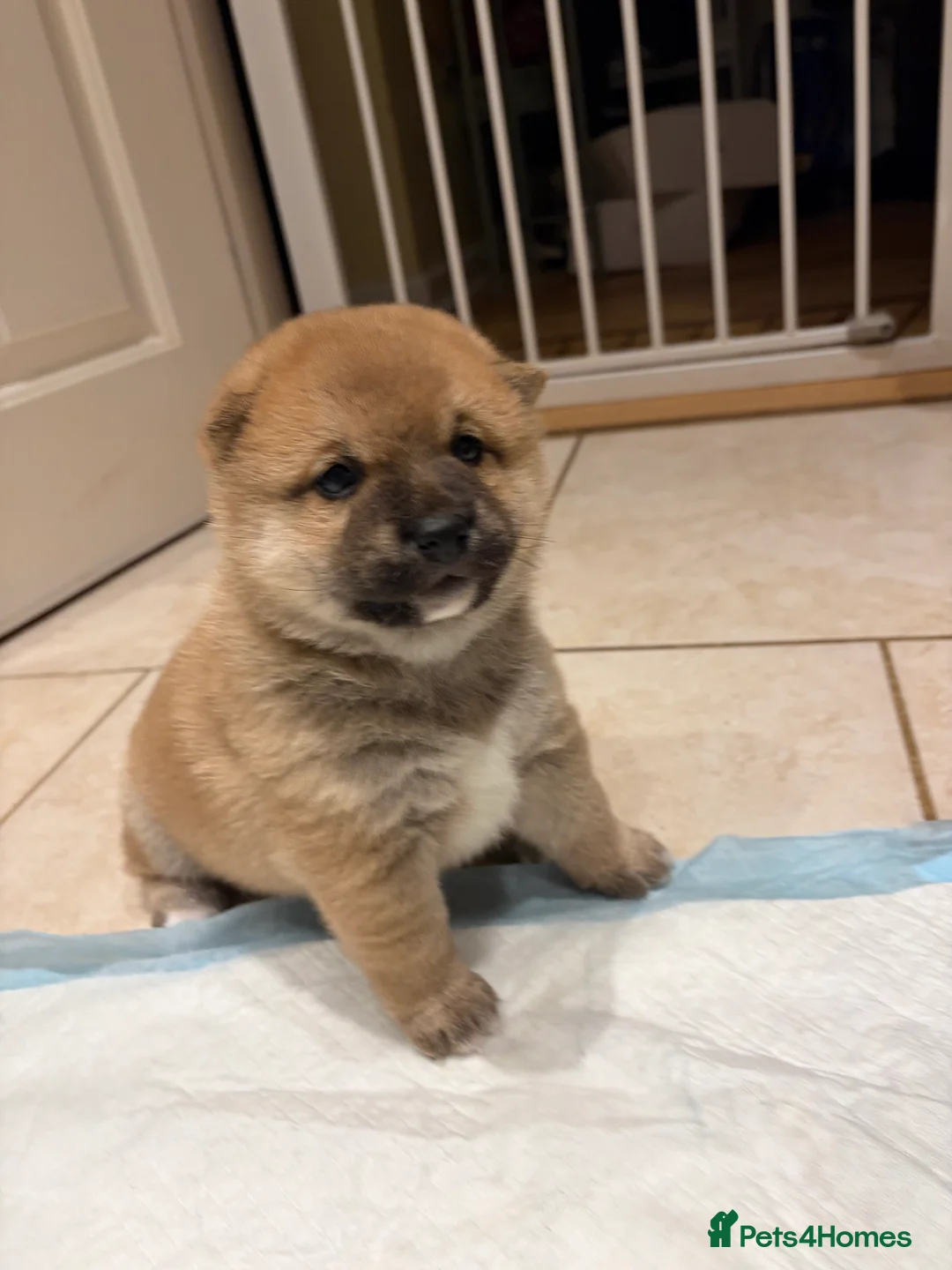 Japanese Shiba Inu dogs for sale: Beautiful Japanese Shiba Inu Boy – First Litter  - Advert 4