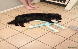 Cocker Spaniel dogs for stud: Blaze  - Image 5