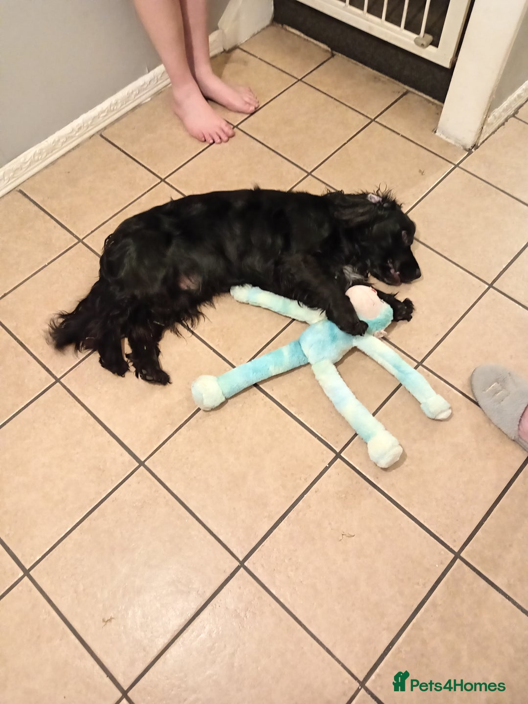 Cocker Spaniel dogs for stud: Blaze  - Image 5