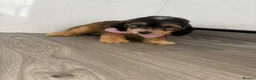 Cockapoo dogs for sale: Beautiful cockapoo puppys - Advert 18