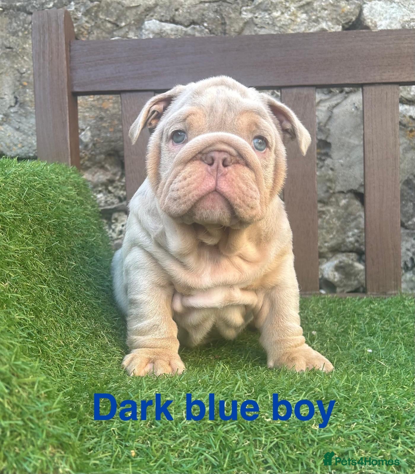 English Bulldog dogs Ready Tuesday! Outstanding Bulldog Puppies - Advert 4