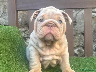 English Bulldog dogs Ready Tuesday! Outstanding Bulldog Puppies - Advert 4