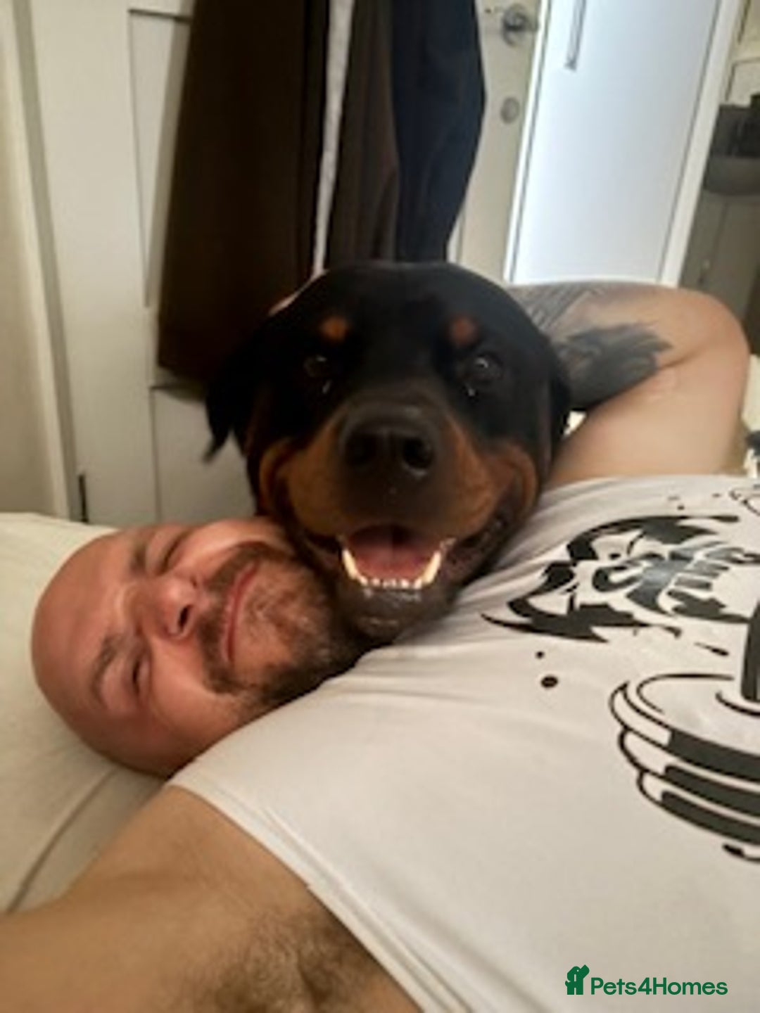 Rottweiler dogs for sale: PLEASE READ FULL DESCRIPTION BEFORE ENQUIRING  - Image 1