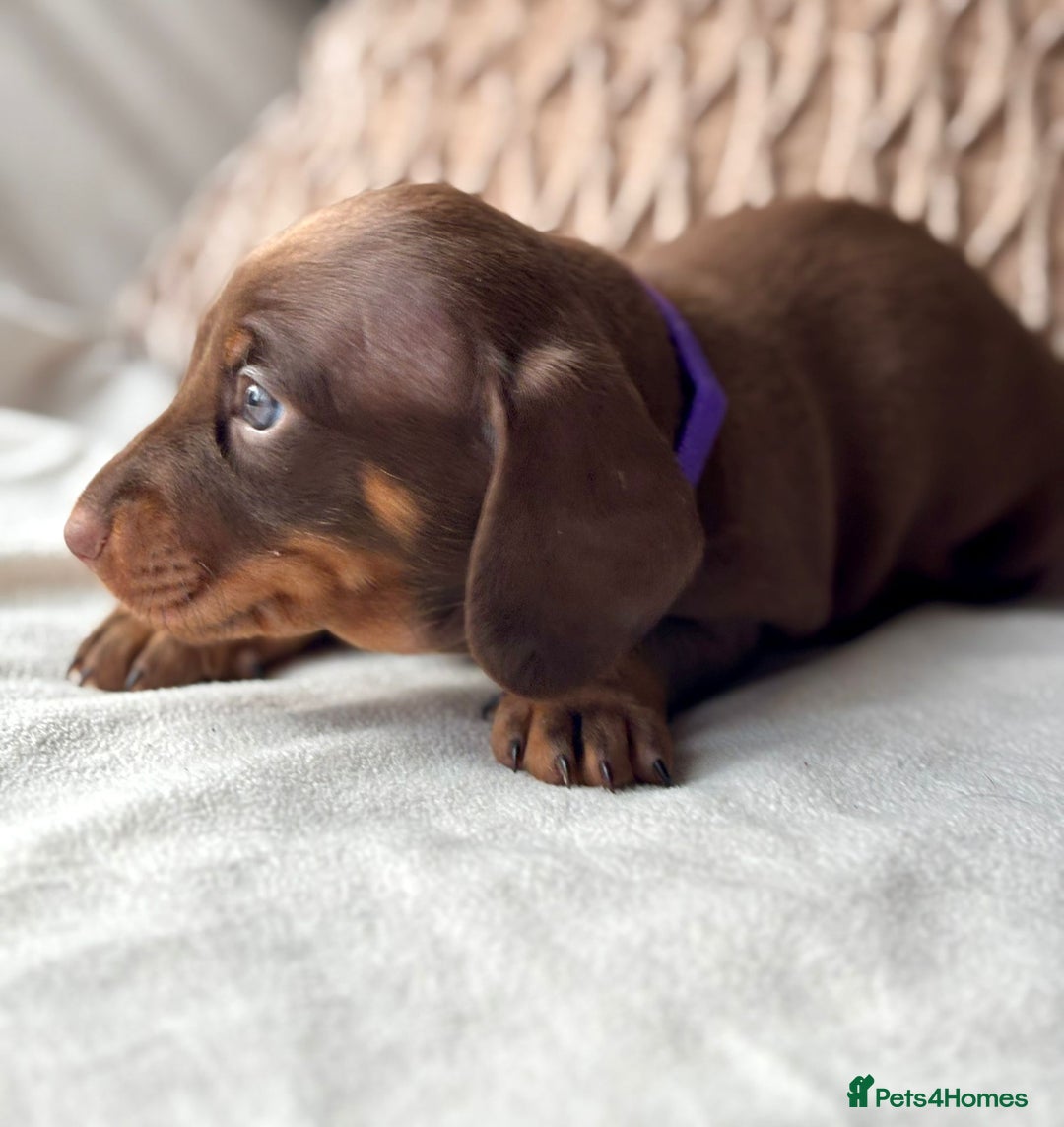 Miniature Dachshund dogs for sale: For Sale Adorable Miniature Dachshund puppies - Advert 10