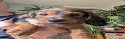 Dachshund dogs for sale: Miniature Dachshund pups  - Advert 11