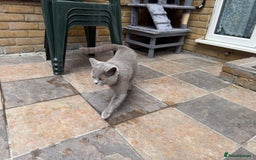 British Shorthair cats for sale: GCCF active blue Female British Shorthair Cat  - Image 5