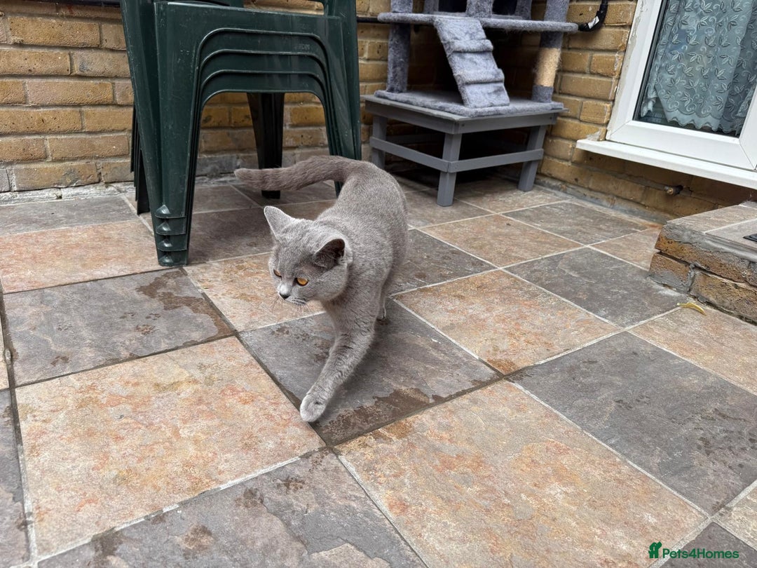 British Shorthair cats for sale: GCCF active blue Female British Shorthair Cat  - Image 5