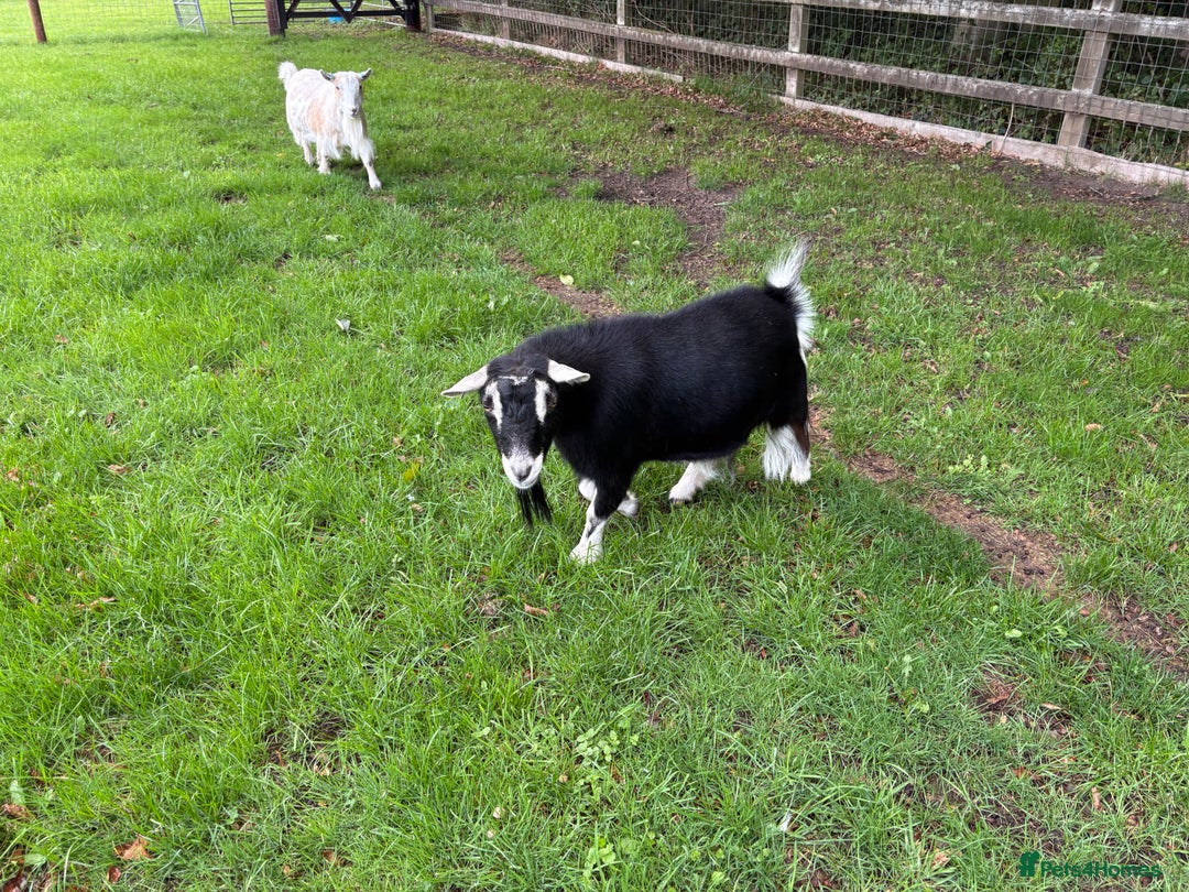 Goats livestock for sale: 4x Pygmy Goats for sale, 2 Nanny’s and 2 Wether’s - Image 3