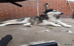 Alaskan Malamute dogs for stud: For stud alaskan malamute  - Image 7