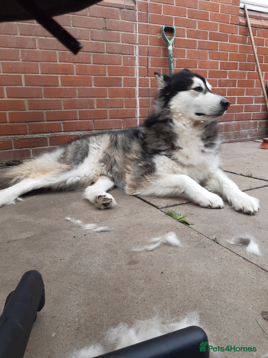 Alaskan Malamute dogs for stud: For stud alaskan malamute  - Image 7