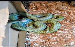 Rat Snake reptiles for sale: RARE baby captive bred japanese rat snake - Image 6