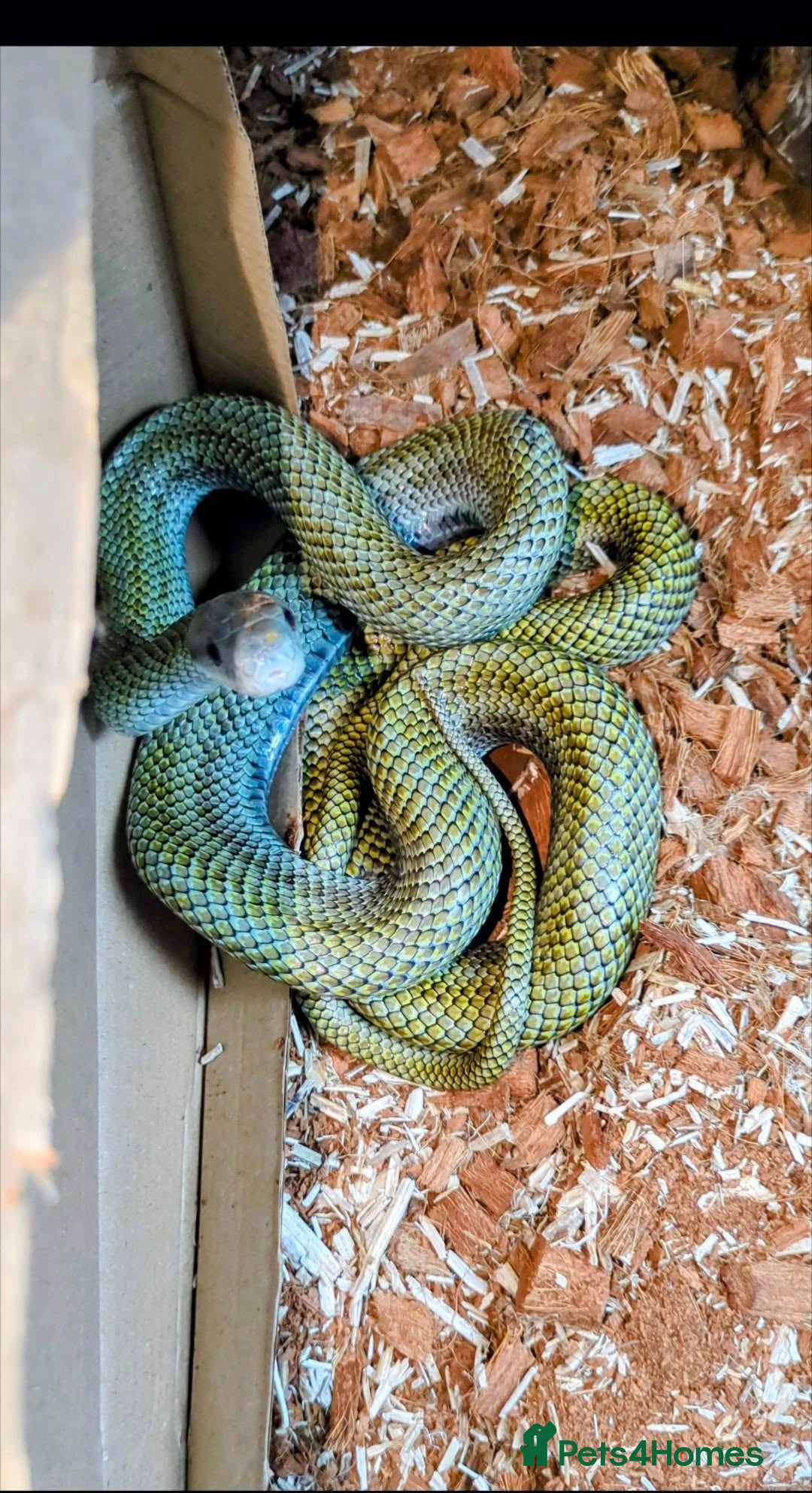 Rat Snake reptiles for sale: RARE baby captive bred japanese rat snake - Image 6