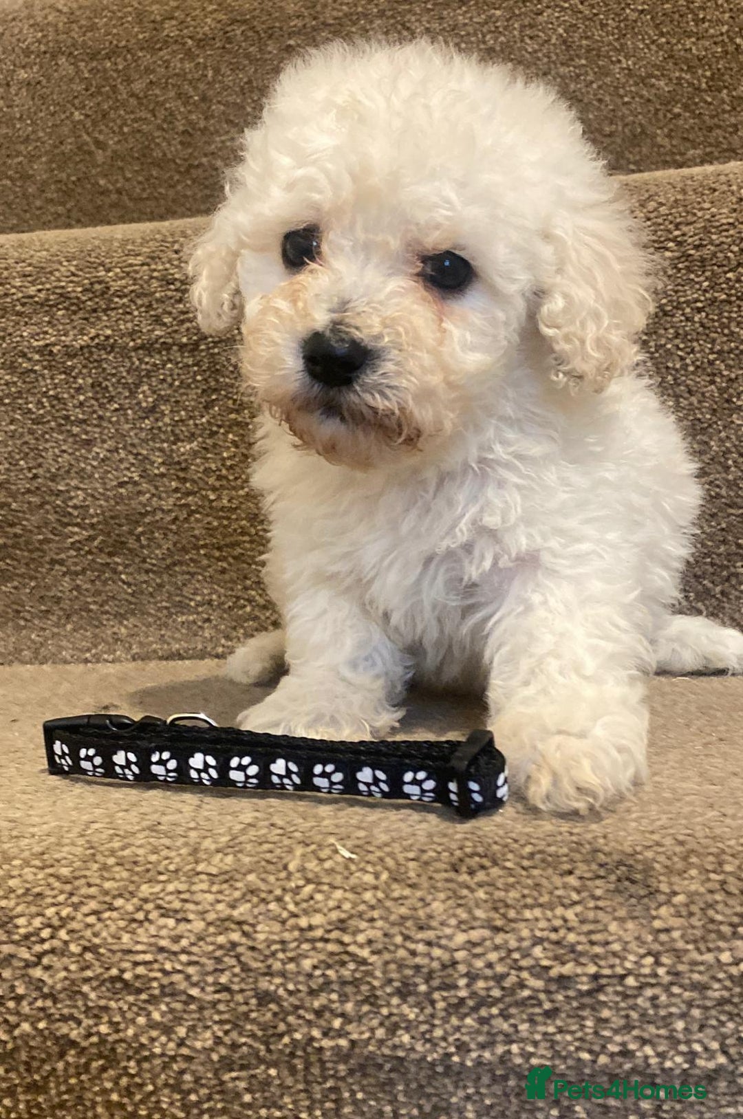 Cavapoo dogs for sale: F2 cavapoo puppys - Advert 9