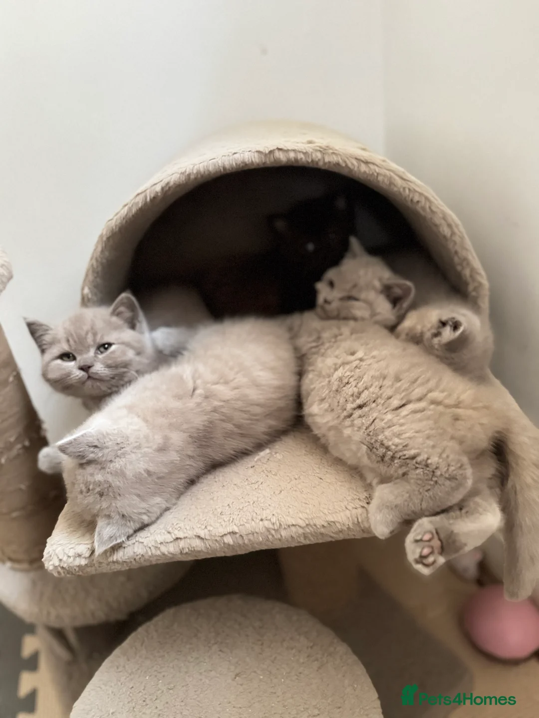 British Shorthair cats for stud: ⭐️LILAC STUD BOY ( GCCF, TICA REG )  in Preston - Advert 14