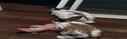 Mixed Breed rabbits for sale: Two bunnies and setup  - Advert 4