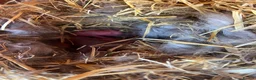 Mini Lop rabbits for sale: Mini lop  - Advert 2