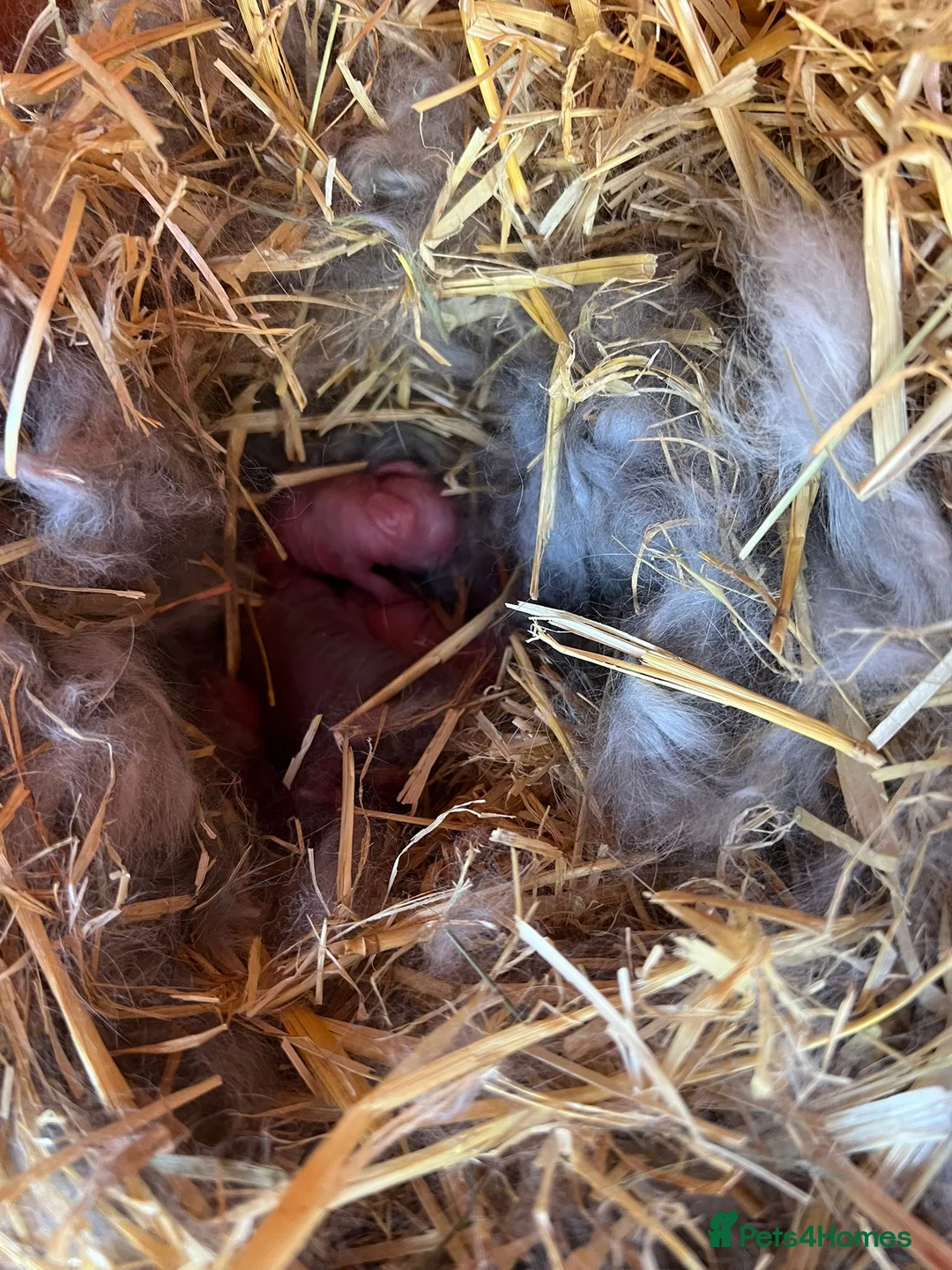 Mini Lop rabbits for sale: Mini lop  - Advert 2