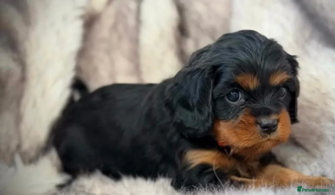 Cavalier King Charles Spaniel dogs for sale: Gorgeous cavalier king Charles  in Manchester - Advert 2