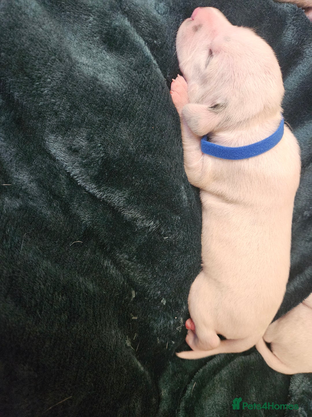 Dalmatian dogs for sale: 8 KC Dalmatian puppies  - Image 11