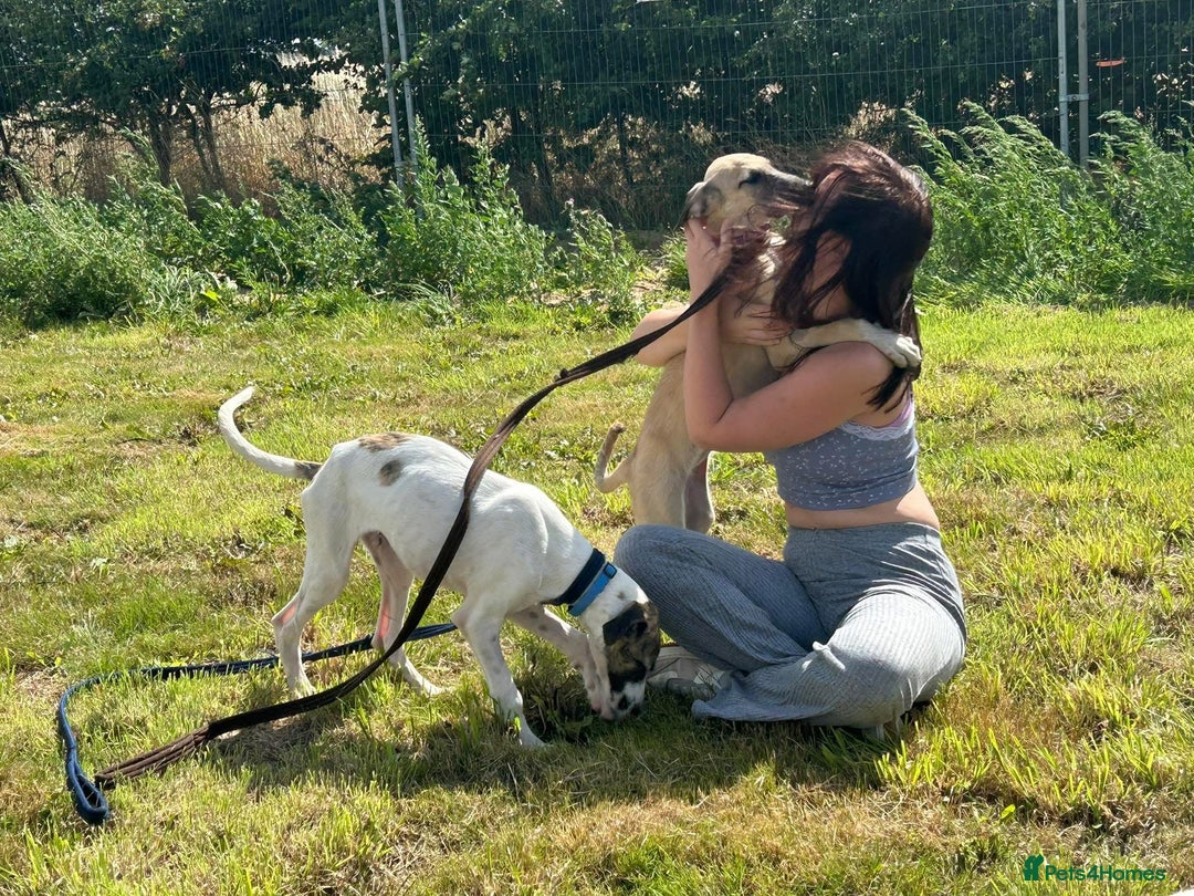 Mixed Breed dogs for adoption: Donut - Norwich Norfolk  - Image 7