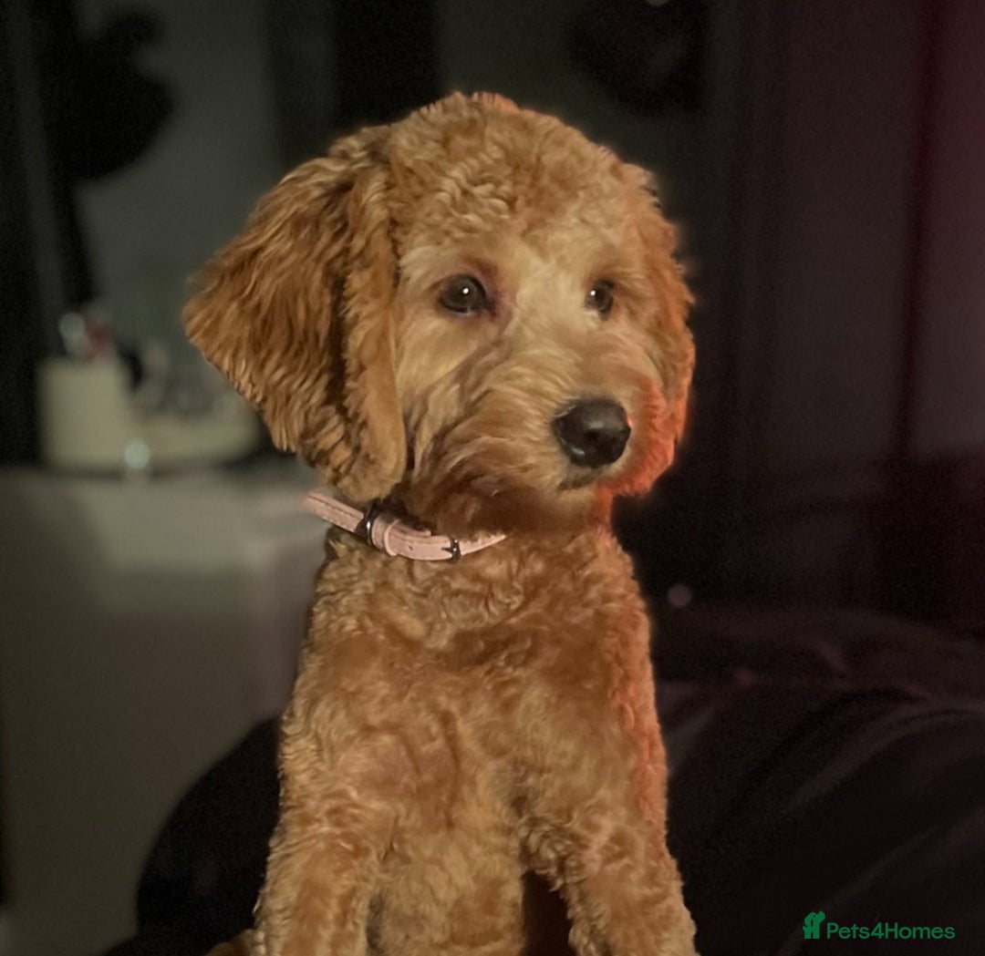 Cavapoo dogs for sale: ✨🌈 Rare Chocolate & Multicoloured Curly Cavapoos - Image 9