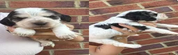 Cocker Spaniel dogs for sale: Stunning cocker spaniel puppies  - Advert 14