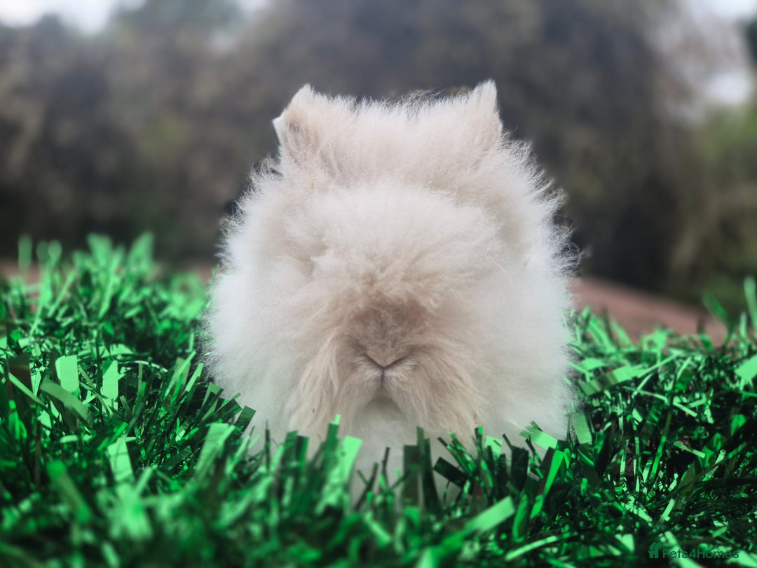 Angora rabbits for sale: Teddydwerg babies 💓💙 READY NOW 😍  - Advert 2