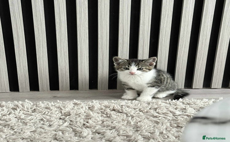 Mixed Breed cats - Advert 14