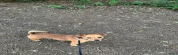Jack Russell dogs for sale: Rainbow litter of Jack Russell’s - Advert 14