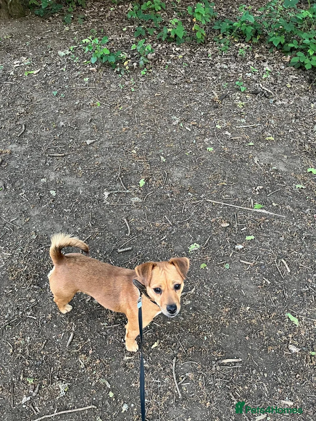 Jack Russell dogs for sale: Rainbow litter of Jack Russell’s - Advert 14