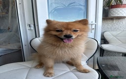 German Spitz dogs for stud: German Spitz Stud - Advert 2