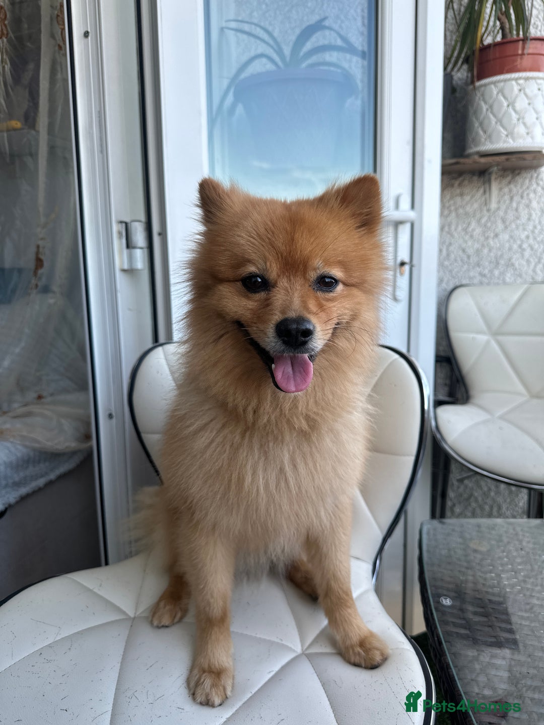 German Spitz dogs for stud: German Spitz Stud - Advert 2