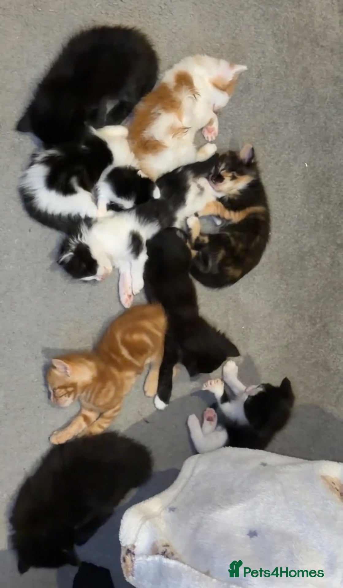 Mixed Breed cats REDUCED!!💗 - Advert 17