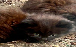 Mixed Breed cats for sale: Fluffy kittens READY NOW - Image 1