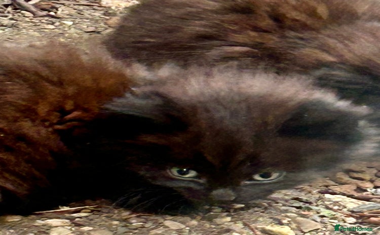 Mixed Breed cats - Advert 6