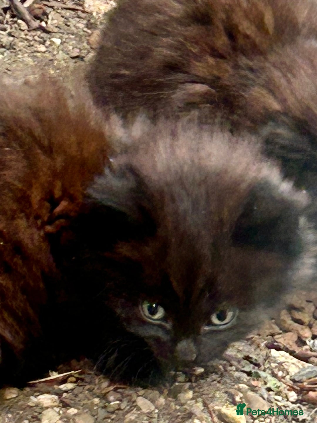 Mixed Breed cats for sale: Fluffy kittens READY NOW - Image 1