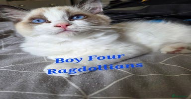 Ragdoll cats - Advert 5
