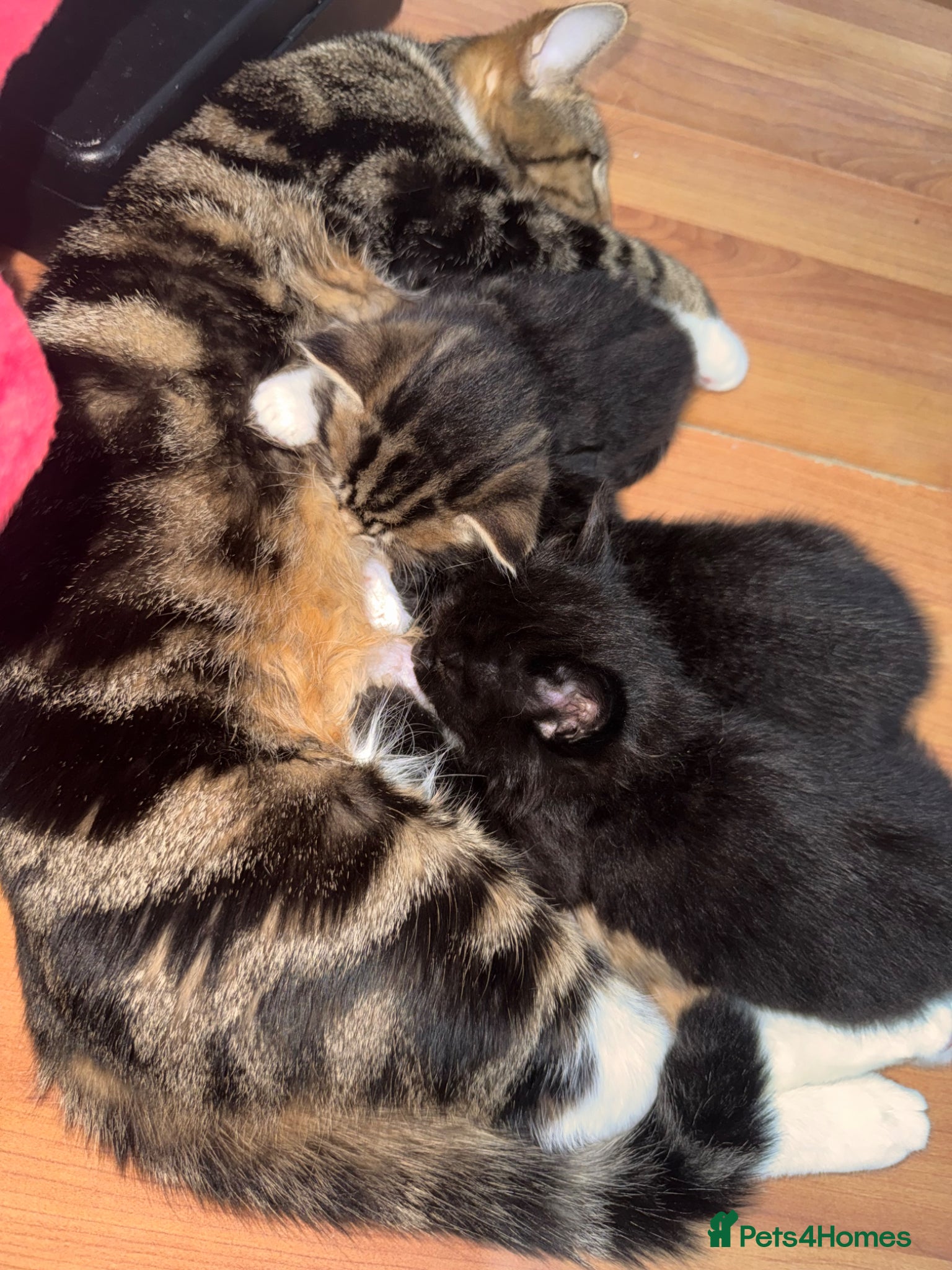 Domestic Shorthair cats Beautiful Kittens  - Advert 1