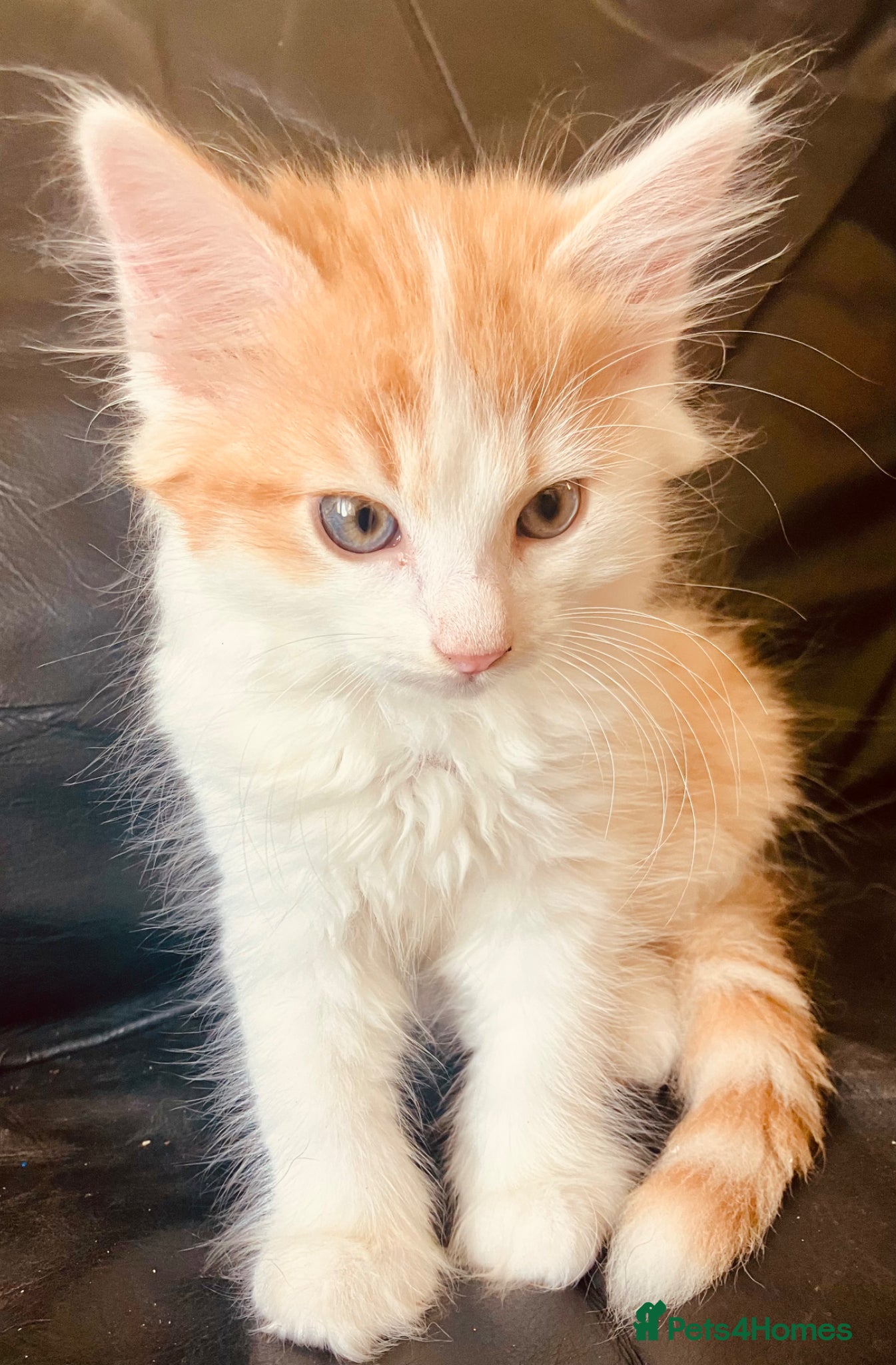 Norwegian Forest Cat cats for sale: Beautiful Norwegian Forest Kittens in Maidstone - Advert 10
