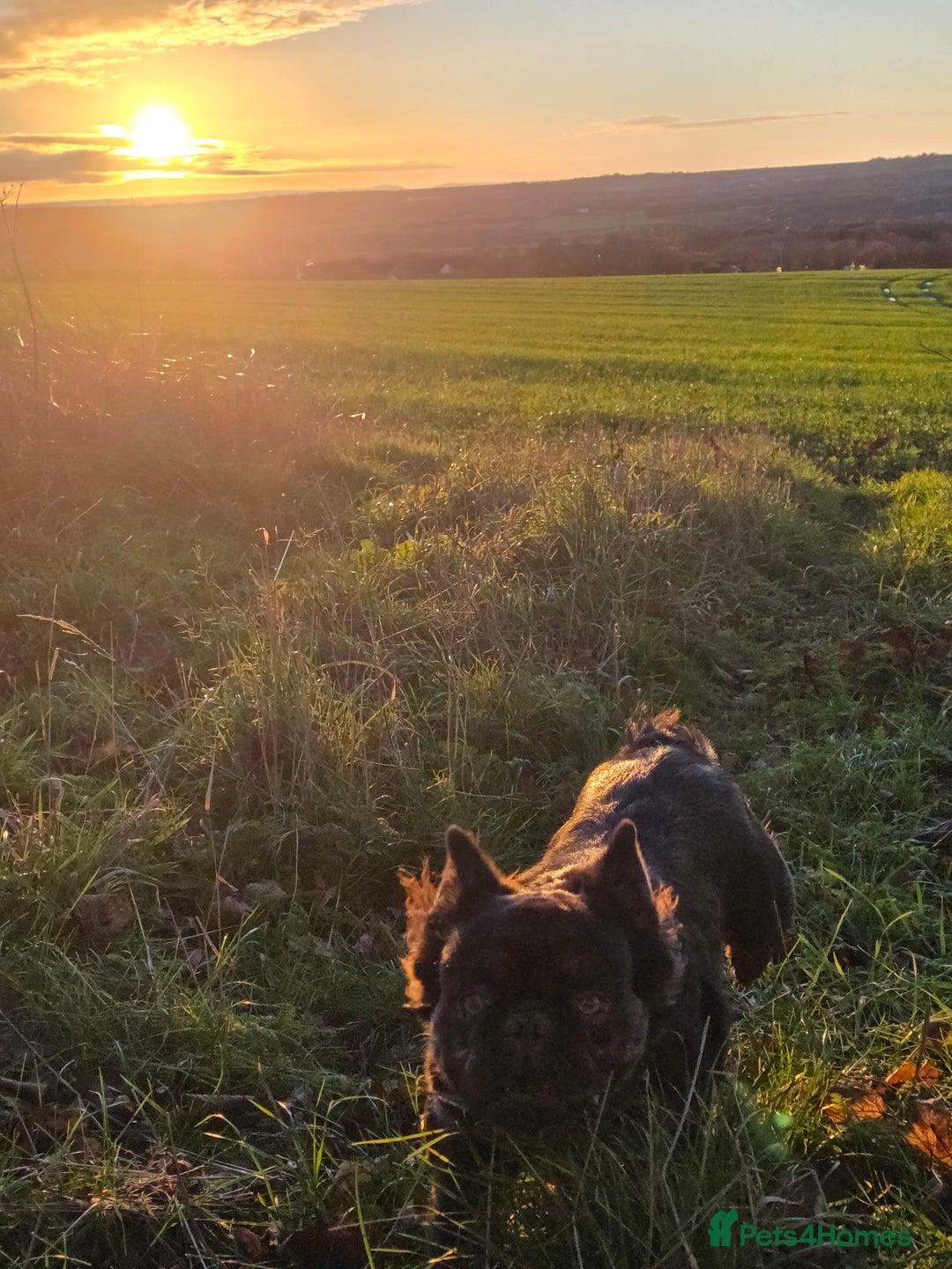 French Bulldog dogs for stud: Fluffy ☁️ French Bulldog STUD carrying Pink 🩷 - Advert 4
