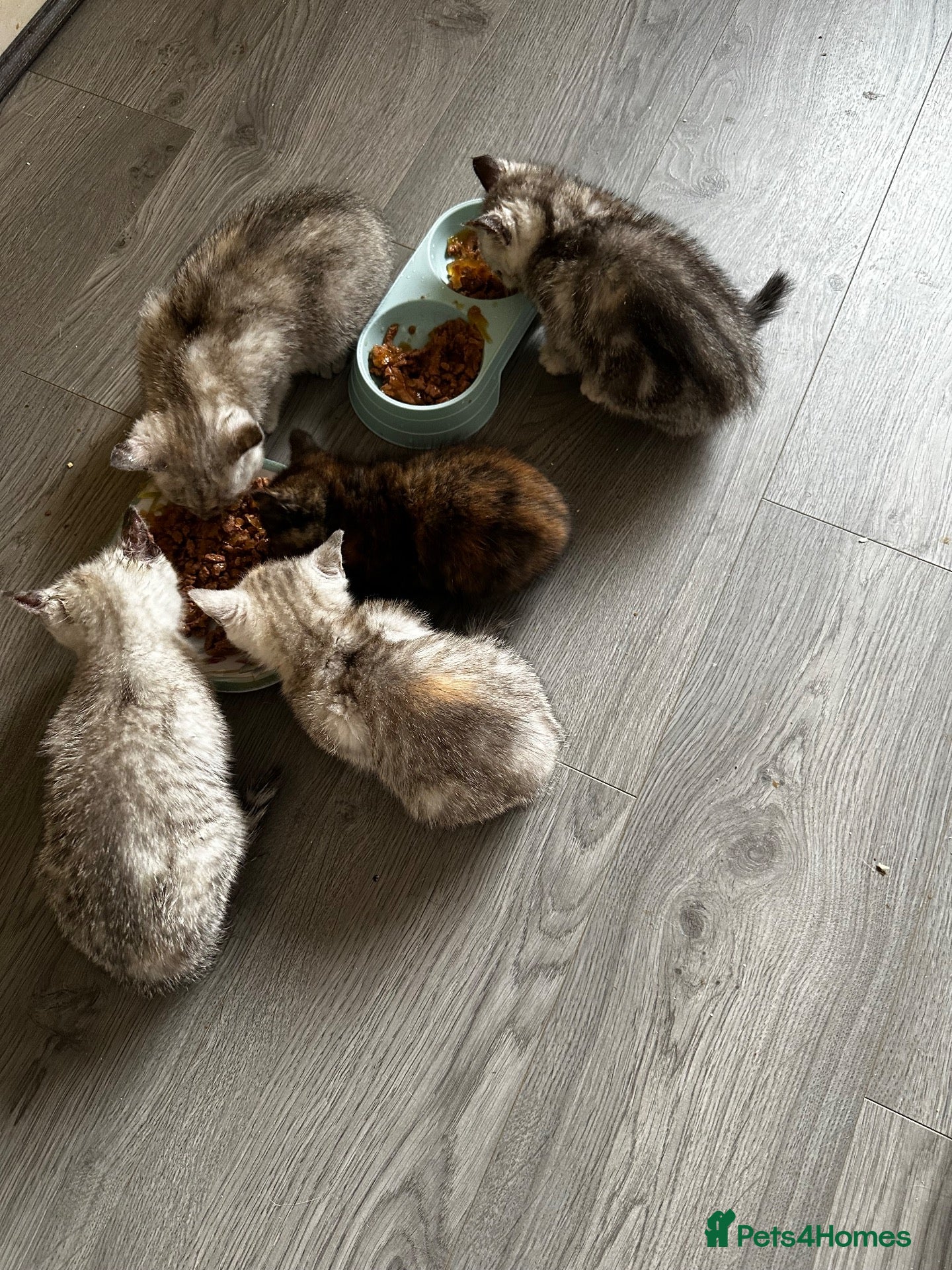 British Shorthair cats Silver shaded british shorthair kittens  - Advert 2