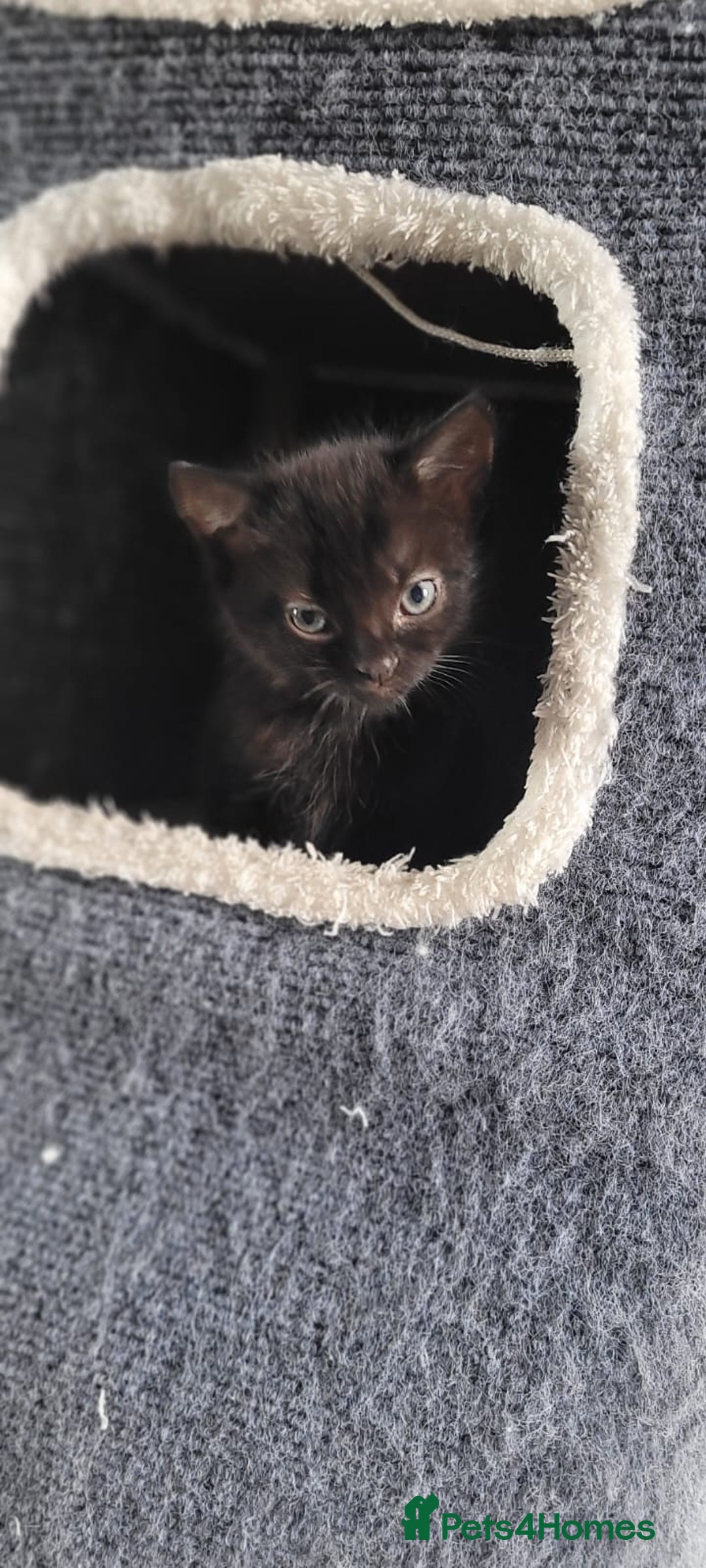 Mixed Breed cats for sale: Kittens looking for loving forever home - Image 10