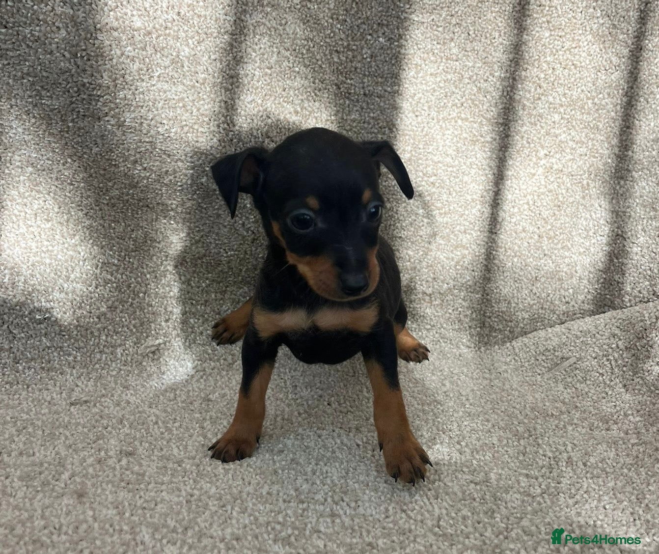 Miniature Pinscher dogs Beautiful  pinchers pups - Advert 6